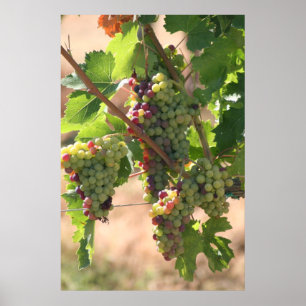 White & Red Grapes Poster