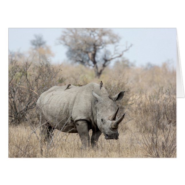 White Rhino (Front Horizontal)