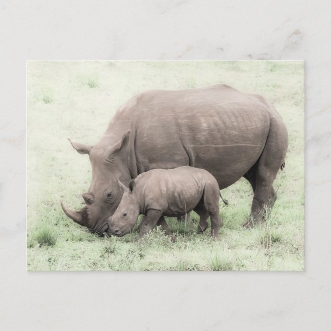 White Rhino & Baby Postcard (Front)