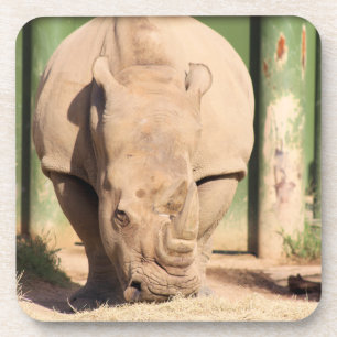 White Rhino Coaster
