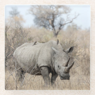 White Rhino Glass Coaster