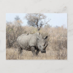 White Rhino Postcard