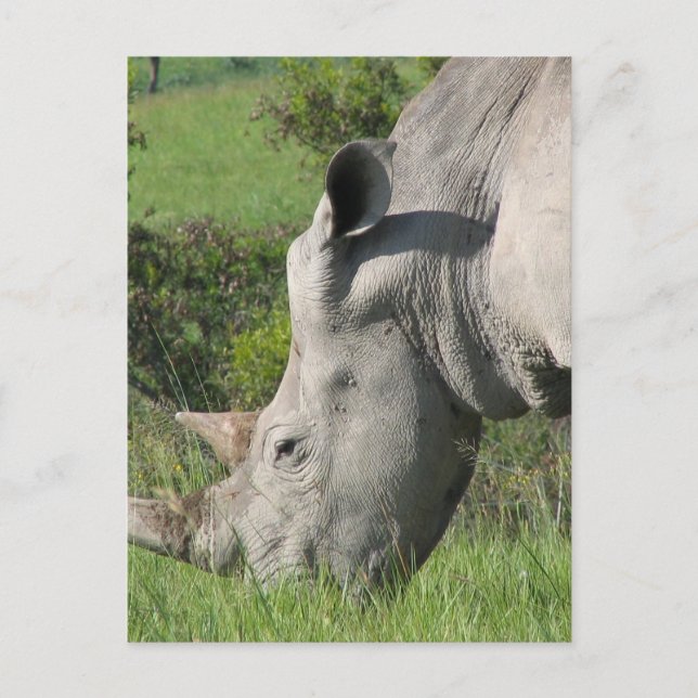 White Rhino Postcard (Front)