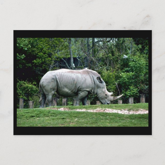 White Rhino Postcard (Front)