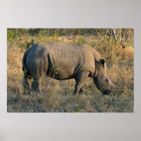 White Rhino