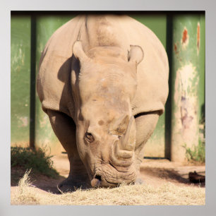White rhino poster