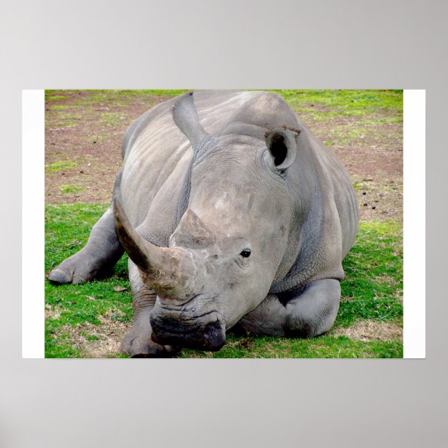 White Rhino Poster (Front)