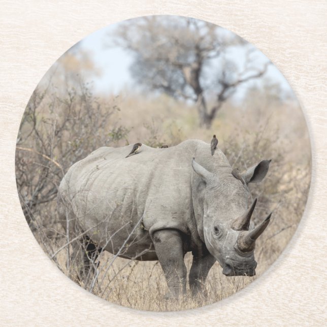 White Rhino Round Paper Coaster (Front)