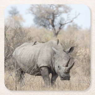 White Rhino Square Paper Coaster