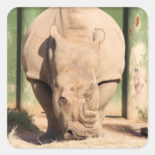 White rhino square sticker (Front)