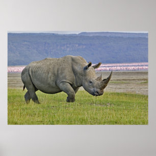 White Rhinoceros and distant Lesser Flamingos, Poster