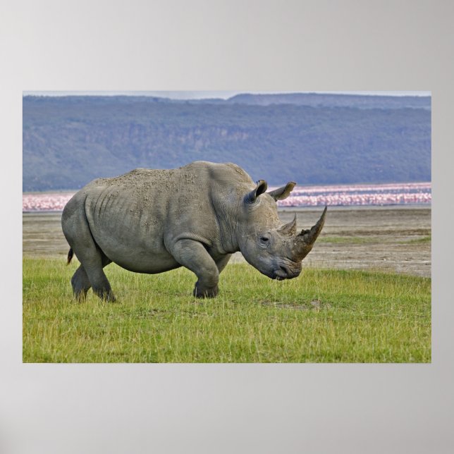 White Rhinoceros and distant Lesser Flamingos, Poster (Front)