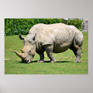 White rhinoceros grazing grass poster