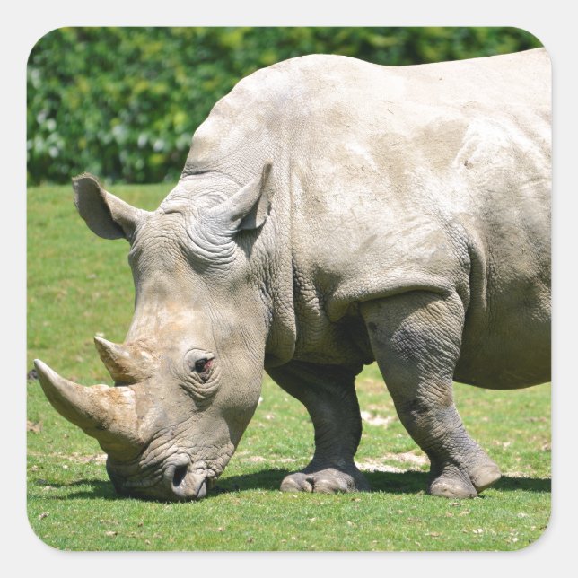 White rhinoceros grazing grass square sticker (Front)