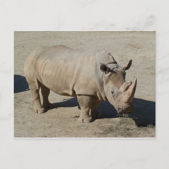 White Rhinoceros Rhino Full Body Postcard (Front)