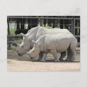 white rhinos postcard