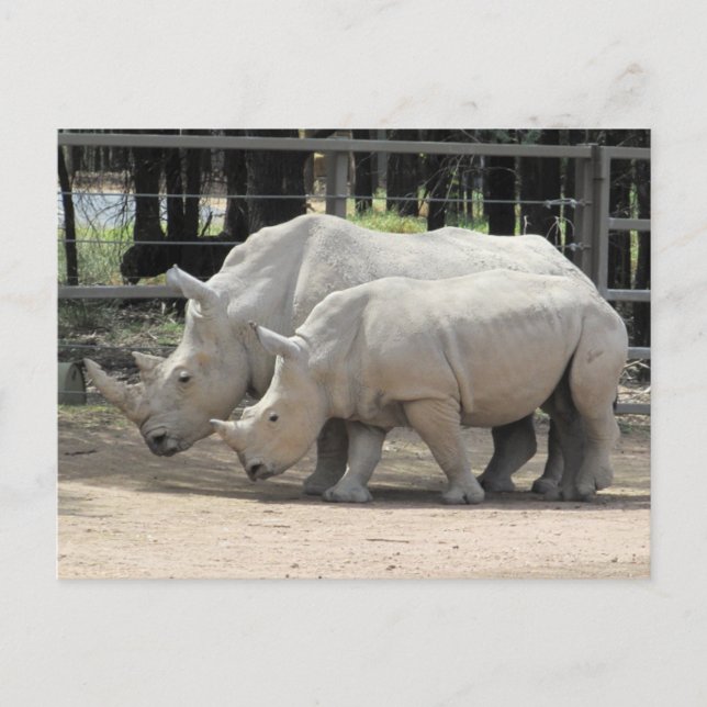 white rhinos postcard (Front)