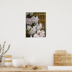 White Rhododendron Blooms and Bamboo Fence Floral Poster