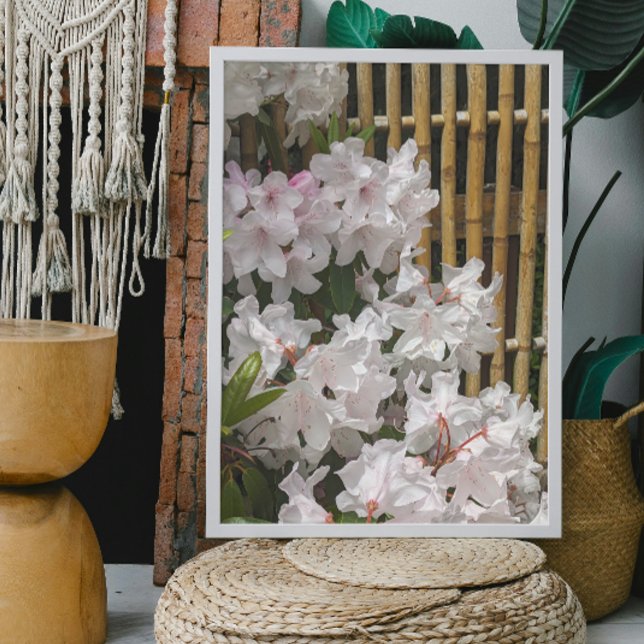 White Rhododendron Blooms and Bamboo Fence Floral Poster (In Situ (Framed))