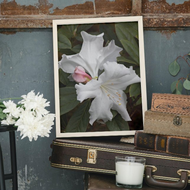 White Rhododendron Blooms Floral Poster (In Situ)