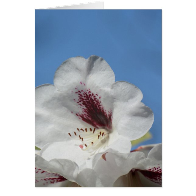 White Rhododendron with Burgundy (Front)