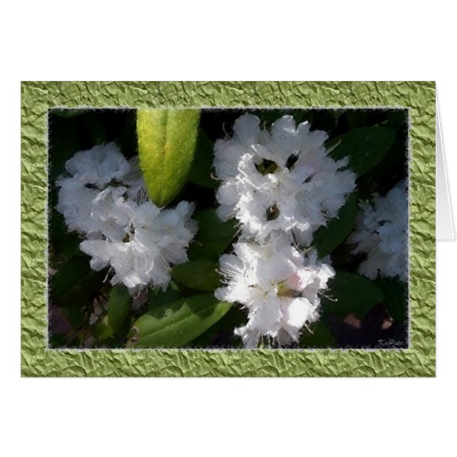 White Rhododendrons Card (Front Horizontal)