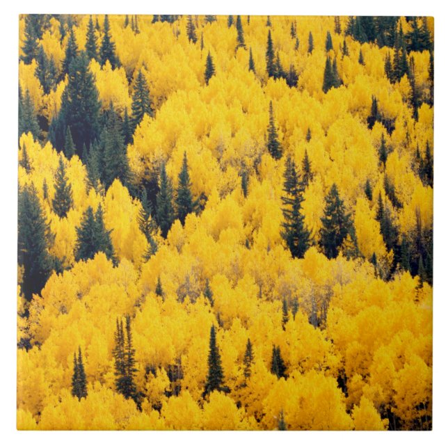 White River National Forest | Aspen, Colorada Ceramic Tile (Front)