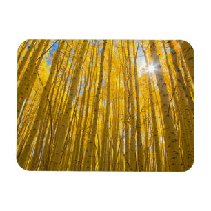 White River National Forest Magnet