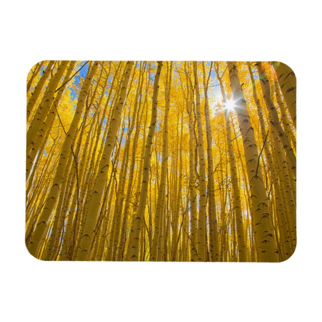 White River National Forest Magnet (Horizontal)
