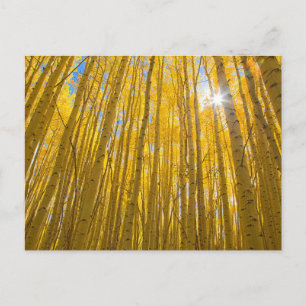 White River National Forest Postcard