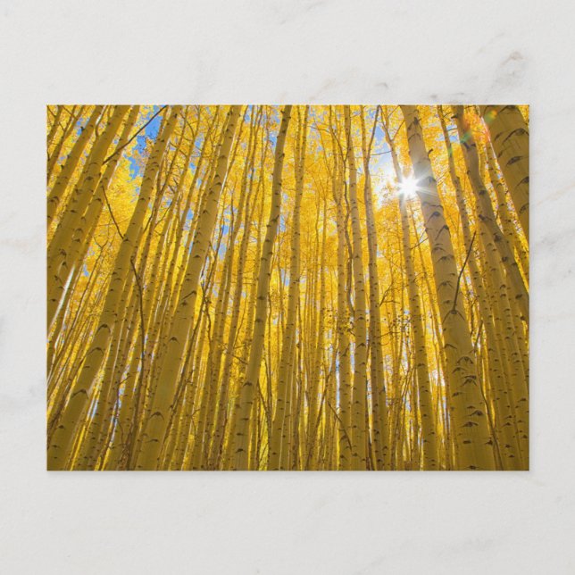 White River National Forest Postcard (Front)