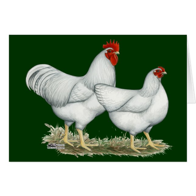 White Rock Chickens (Front Horizontal)