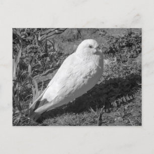 White Rock Dove. Roath Park Lake, Cardiff, Wales Postcard