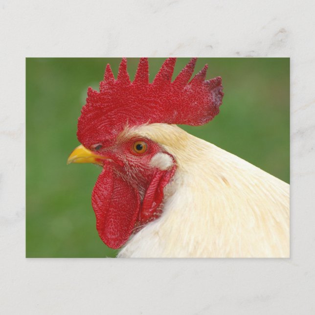 White Rooster with Red Comb Postcard (Front)