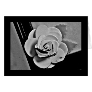 White Rose