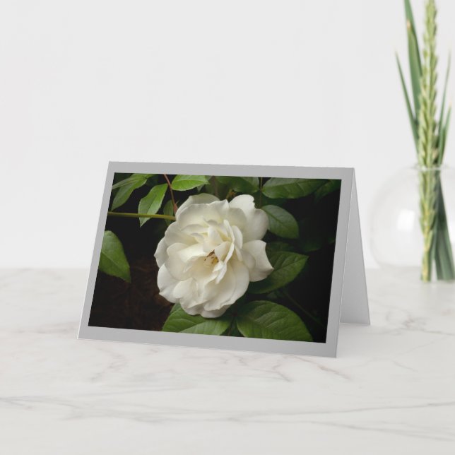 White rose and green leaves in spring time garden card (Front)