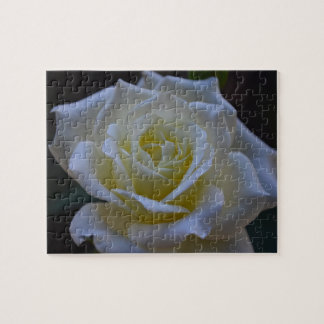 White rose at dusk jigsaw puzzle