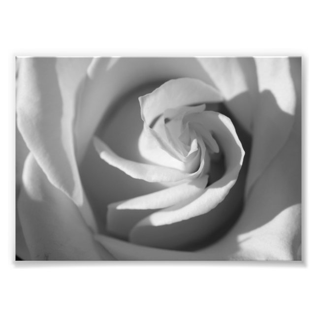 White Rose B&W Flower Photo Print (Front)