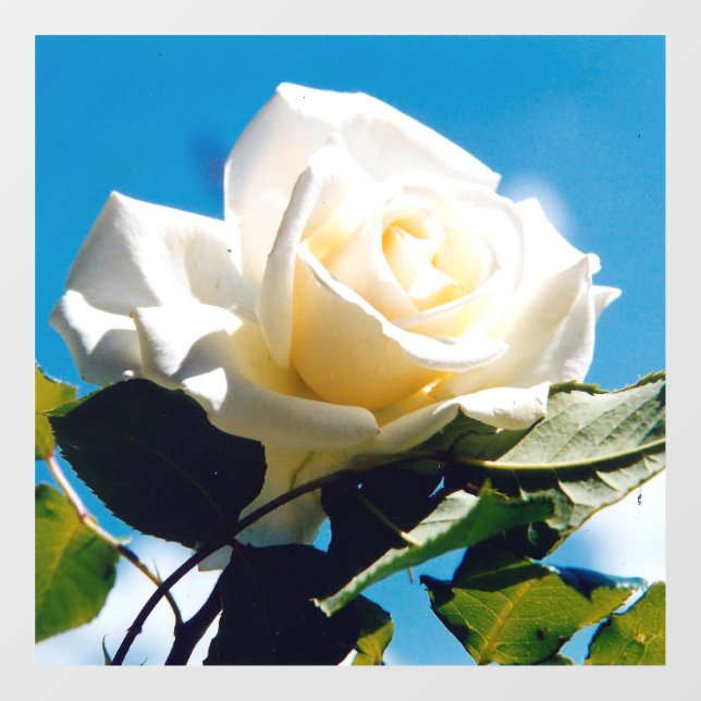 White Rose Beauty  (Sheet)