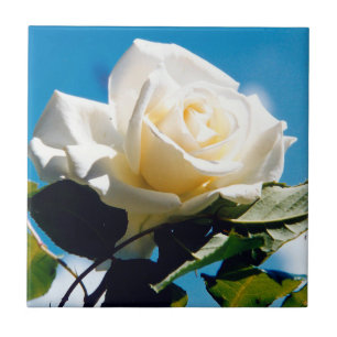 White Rose Beauty    Ceramic Tile