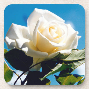 White Rose Beauty   Coaster