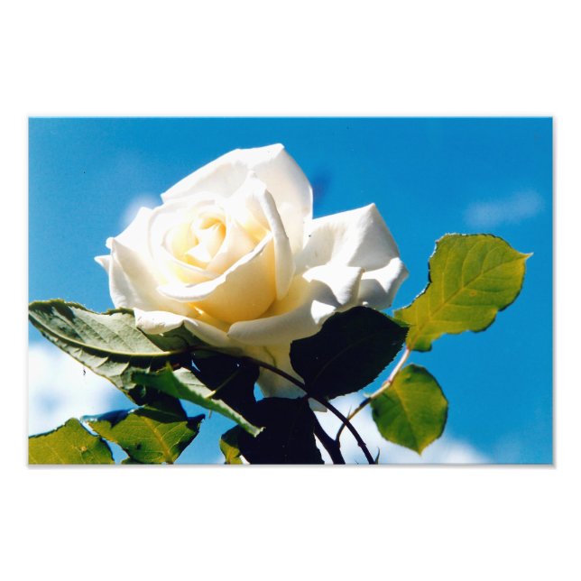 White Rose Beauty Photo Print (Front)