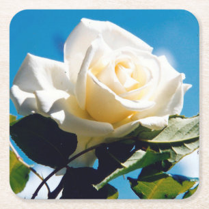 White Rose Beauty Square Paper Coaster