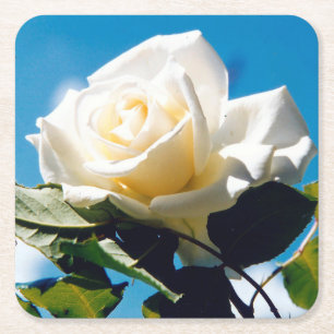 White Rose Beauty Under Blue Sky Square Paper Coaster