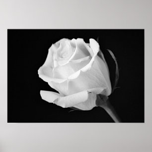 White Rose Black and White Photographic Art Print