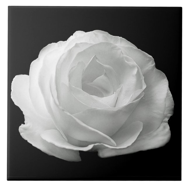 White Rose Black Background Ceramic Tile (Front)