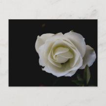 White rose blossom on black background