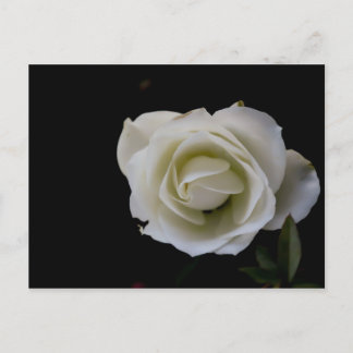 White rose blossom on black background postcard