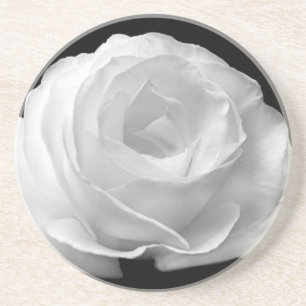 White Rose Blossoms Flowers Garden Peace Love Art Coaster