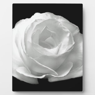 White Rose Blossoms Flowers Garden Peace Love Art Plaque